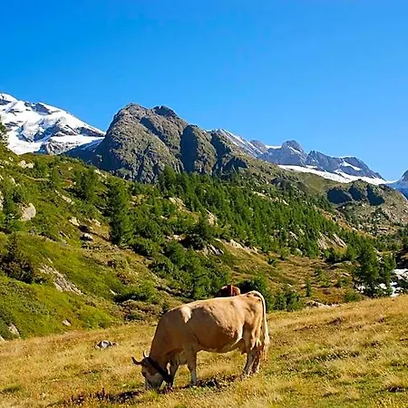 酒店 Alpenhotel Zur Wildi Lauchernalp 3*