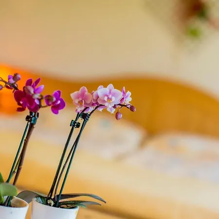 Alpenhotel Zur Wildi Lauchernalp Hotel Wiler